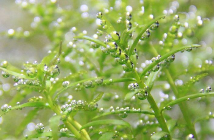 グリーンロタラという水草が、二酸化炭素を吸収して光合成をしています。光合成をすることでグリーンロタラは酸素を発生させ、葉には酸素の発生に伴い作られた気泡がたくさん付着しています。