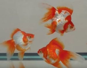 水槽の中を琉金という種類の金魚が泳いでいます。琉金は体が丸っこくてヒレが大きく、顔は口に向かって三角形に尖っています。このような特徴があります。