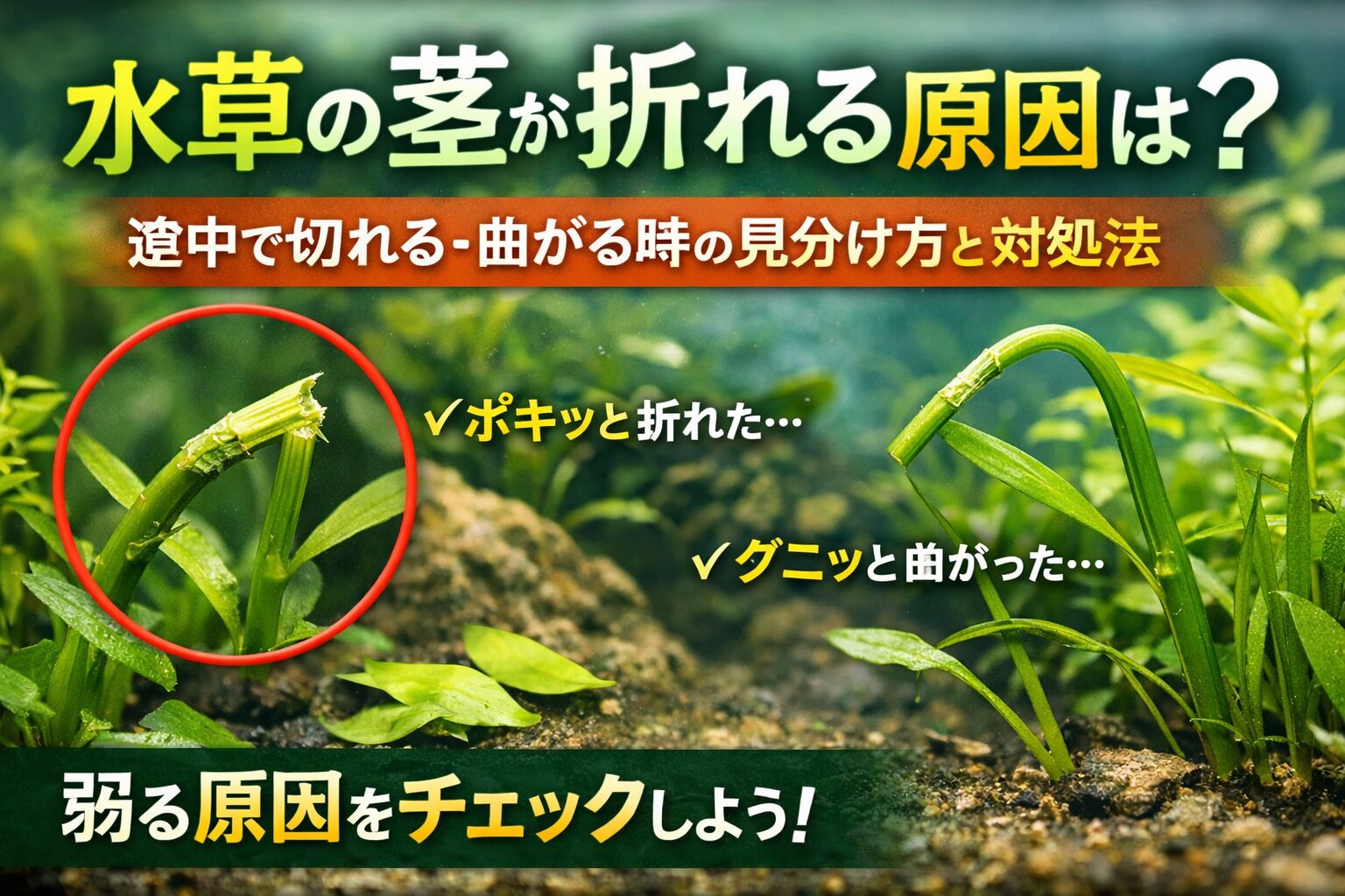 水草の茎が折れる原因は?途中で切れる・曲がる時の見分け方と対処法